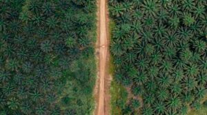 Major Agroforestry Systems: A Sustainable Path for Agriculture and Environment agroforestry gov job desk