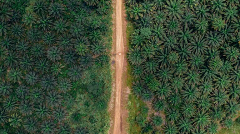 agroforestry gov job desk