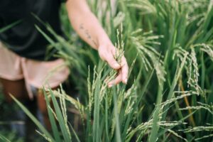 Major Agroforestry Systems: A Sustainable Path for Agriculture and Environment types of agroforestry